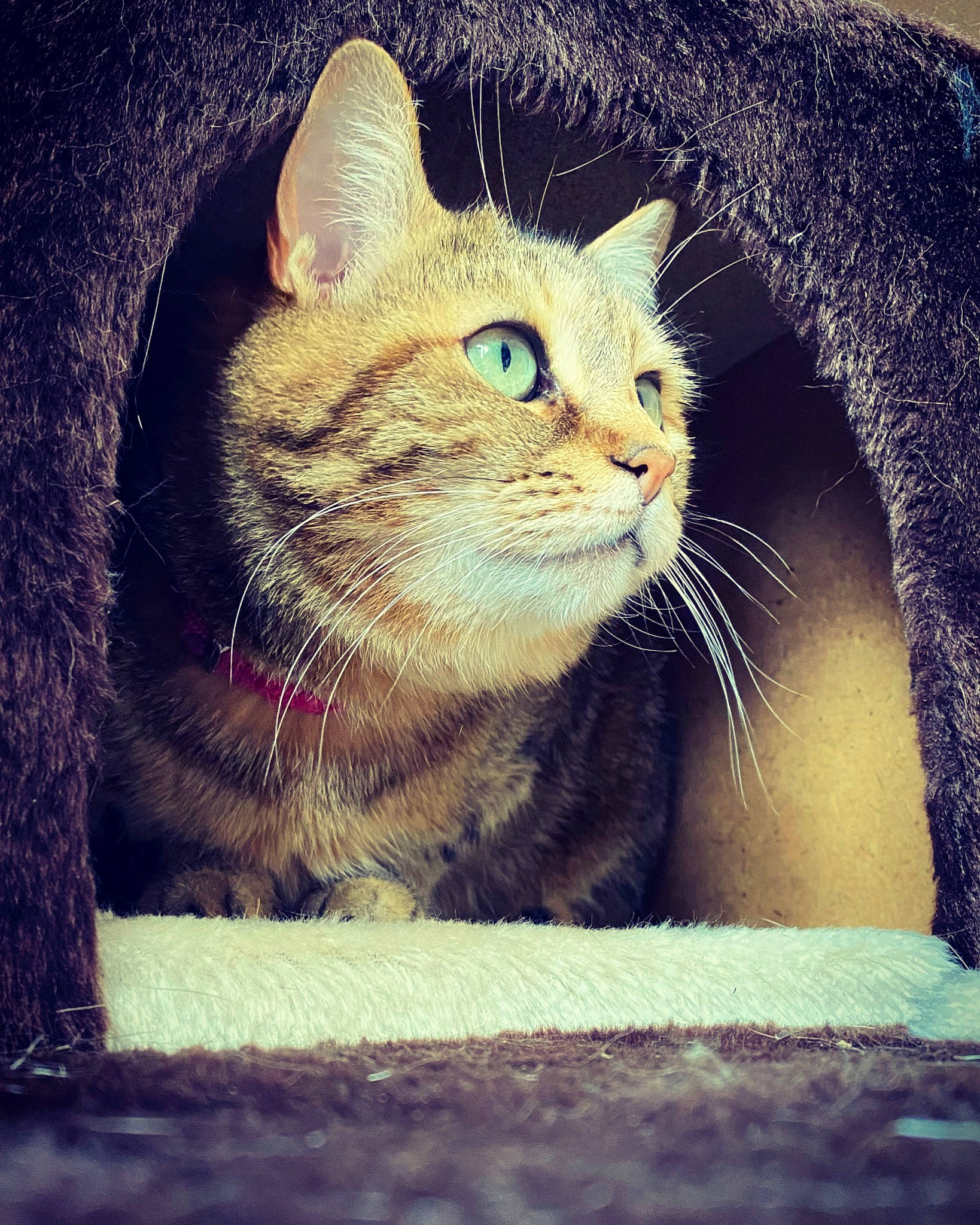 Soja participe au concours pour gagner de l'argent avec cette photo : aegean_cat, american_wirehair, asian, carnivore, cat, domestic_short_haired_cat, ear, european_shorthair, eye, felidae, fur, kitten, mammal, nose, polydactyl_cat, sky, small_to_medium_sized_cats, snout, tabby_cat, whiskers