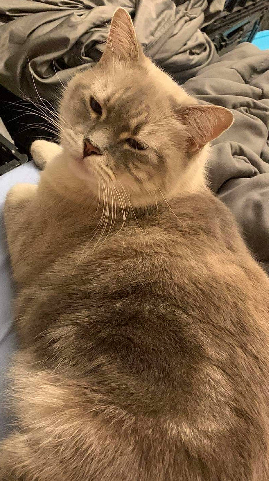 Baby joined the competition — help win amazing prizes! carnivore, cat, claw, close_up, comfort, domestic_short_haired_cat, ear, fawn, felidae, fur, gesture, monochrome, monochrome_photography, nap, paw, photo_caption, small_to_medium_sized_cats, snout, terrestrial_animal, whiskers