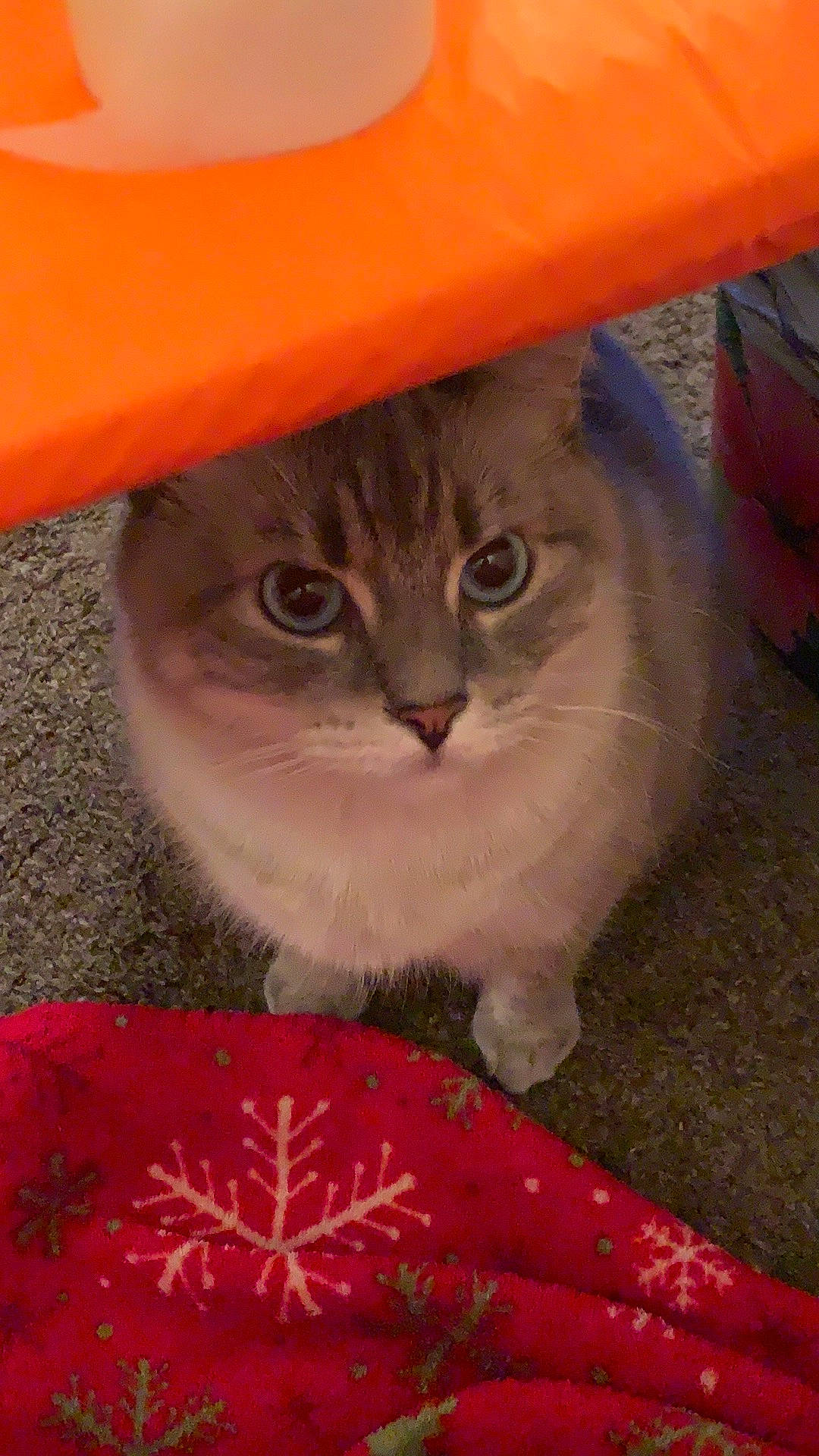 Baby is registered to the contest to win money with this photo: carmine, carnivore, cat, coquelicot, domestic_short_haired_cat, fashion_accessory, felidae, fur, hat, pattern, petal, red, small_to_medium_sized_cats, whiskers