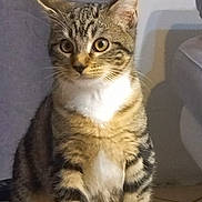 Kyro a rejoint le concours — aidez-le/la à gagner de superbes lots ! cat, tabby, indoor, feline, pet, animal, table, curious, sitting, ears, whiskers, tail, green_eyes, fur, domestic_cat, cute, cozy, house, furniture, paw