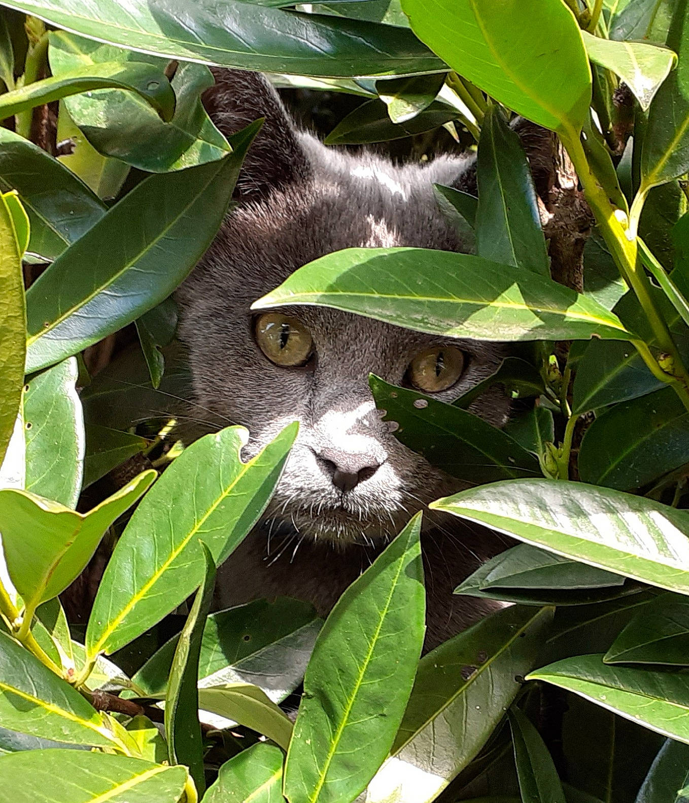 Marius participe au concours pour gagner de l'argent avec cette photo : carnivore, cat, domestic_short_haired_cat, felidae, flowering_plant, fur, grass, groundcover, herb, leaf, plant, plant_stem, small_to_medium_sized_cats, snout, terrestrial_animal, terrestrial_plant, tree, twig, whiskers