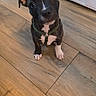 Thor participe au concours pour gagner de l'argent avec cette photo : puppy, dog, pit_bull, sitting, indoor, floor, wood_floor, kitchen, cabinets, harness, black_fur, white_markings, floppy_ears, brown_fur, white_paws, pet, animal, portrait, looking_at_camera, cute