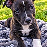 Thor a rejoint le concours — aidez-le/la à gagner de superbes lots ! puppy, dog, canine, pet, animal, portrait, close_up, brown_fur, white_markings, floppy_ears, blue_blanket, paw, grass, garden, outdoor, sitting, looking_at_camera, cute, natural_light, name_tag