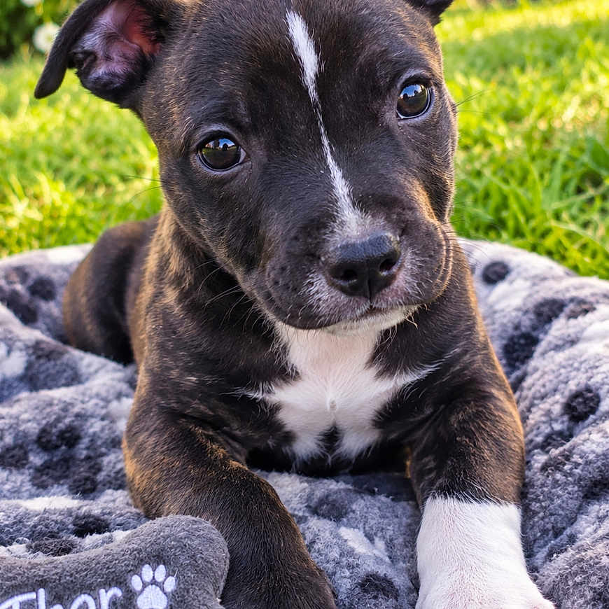 Thor a rejoint le concours — aidez-le/la à gagner de superbes lots ! puppy, dog, canine, pet, animal, portrait, close_up, brown_fur, white_markings, floppy_ears, blue_blanket, paw, grass, garden, outdoor, sitting, looking_at_camera, cute, natural_light, name_tag
