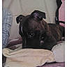 dog, puppy, brindle, black_dog, white_chest_marking, lying_down, sleepy, couch, blanket, indoor, home, portrait, pet, animal, brown, black, floppy_ears, person, face, relaxed