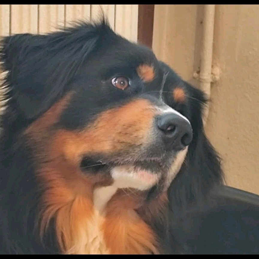 Suko