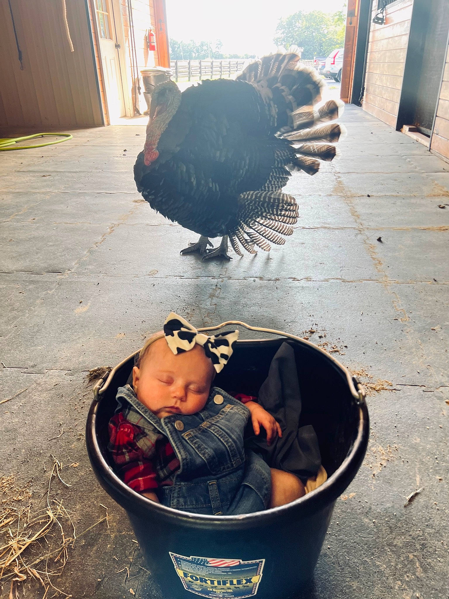 Keira is registered to the contest to win money with this photo: asphalt, bird, black, chicken, eye, galliformes, green, hat, light, morning, person, phasianidae, photograph, poultry, road_surface, snapshot, sunglasses, tints_and_shades, toddler, white