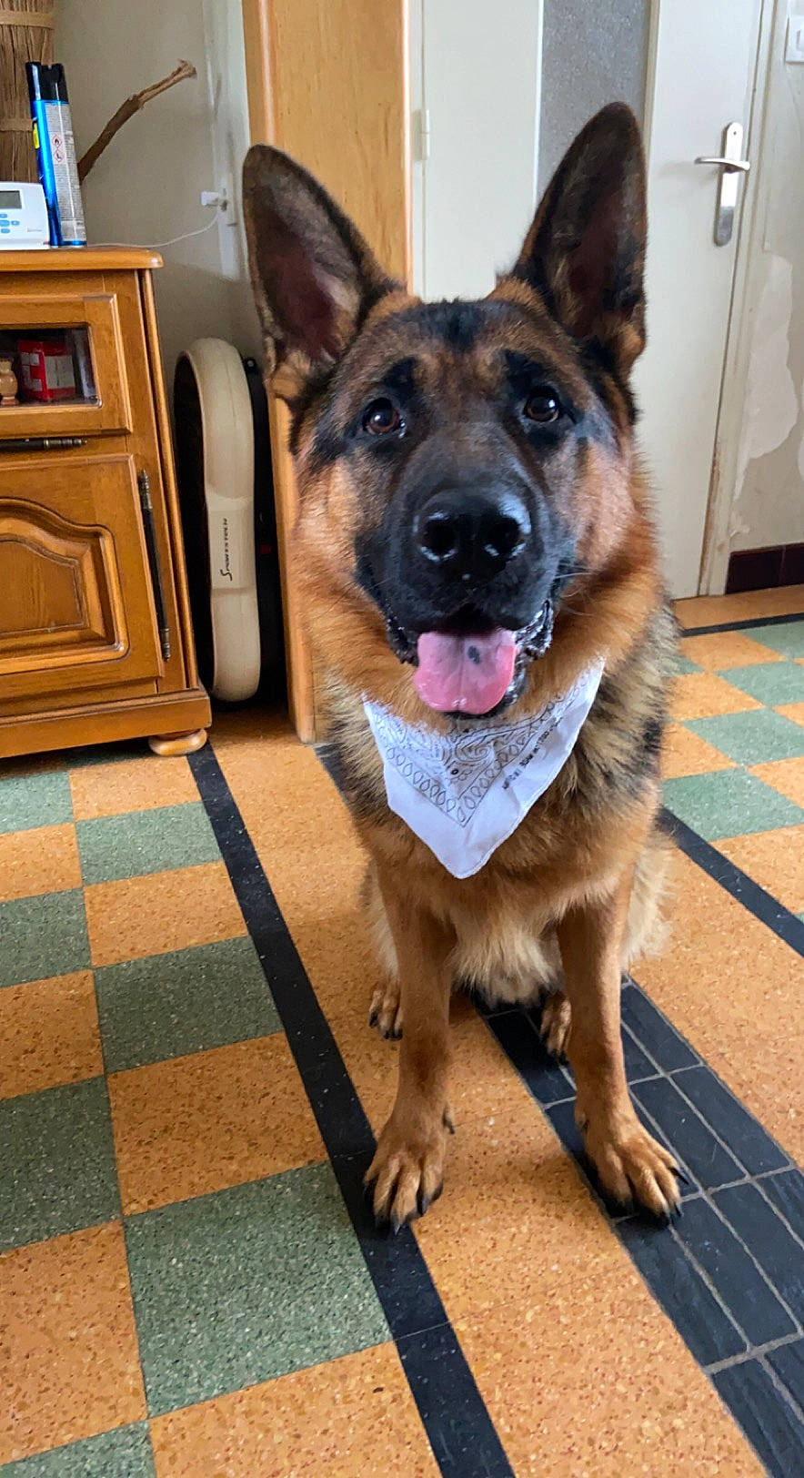 Phadow a rejoint le concours — aidez-le/la à gagner de superbes lots ! cabinetry, carnivore, collar, companion_dog, dog, dog_breed, door, fawn, flooring, german_shepherd_dog, hardwood, herding_dog, home_appliance, king_shepherd, old_german_shepherd_dog, shelf, shelving, snout, sporting_group, wood