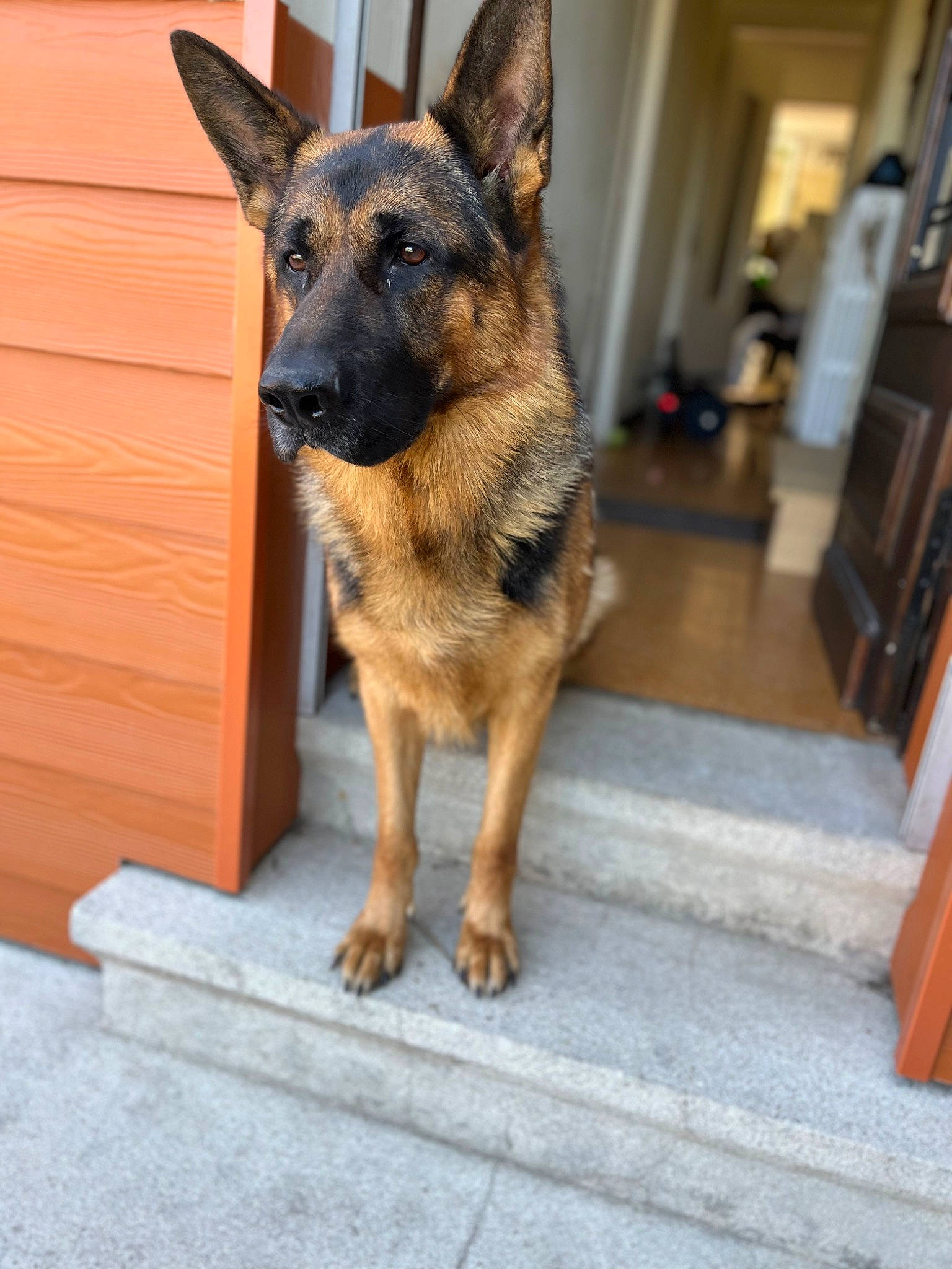 Phadow participe au concours pour gagner de l'argent avec cette photo : belgian_shepherd_malinois, canidae, carnivore, companion_dog, dog, dog_breed, east_european_shepherd, fawn, flooring, fur, german_shepherd_dog, herding_dog, king_shepherd, old_german_shepherd_dog, plant, snout, sporting_group, terrestrial_animal, working_animal, working_dog