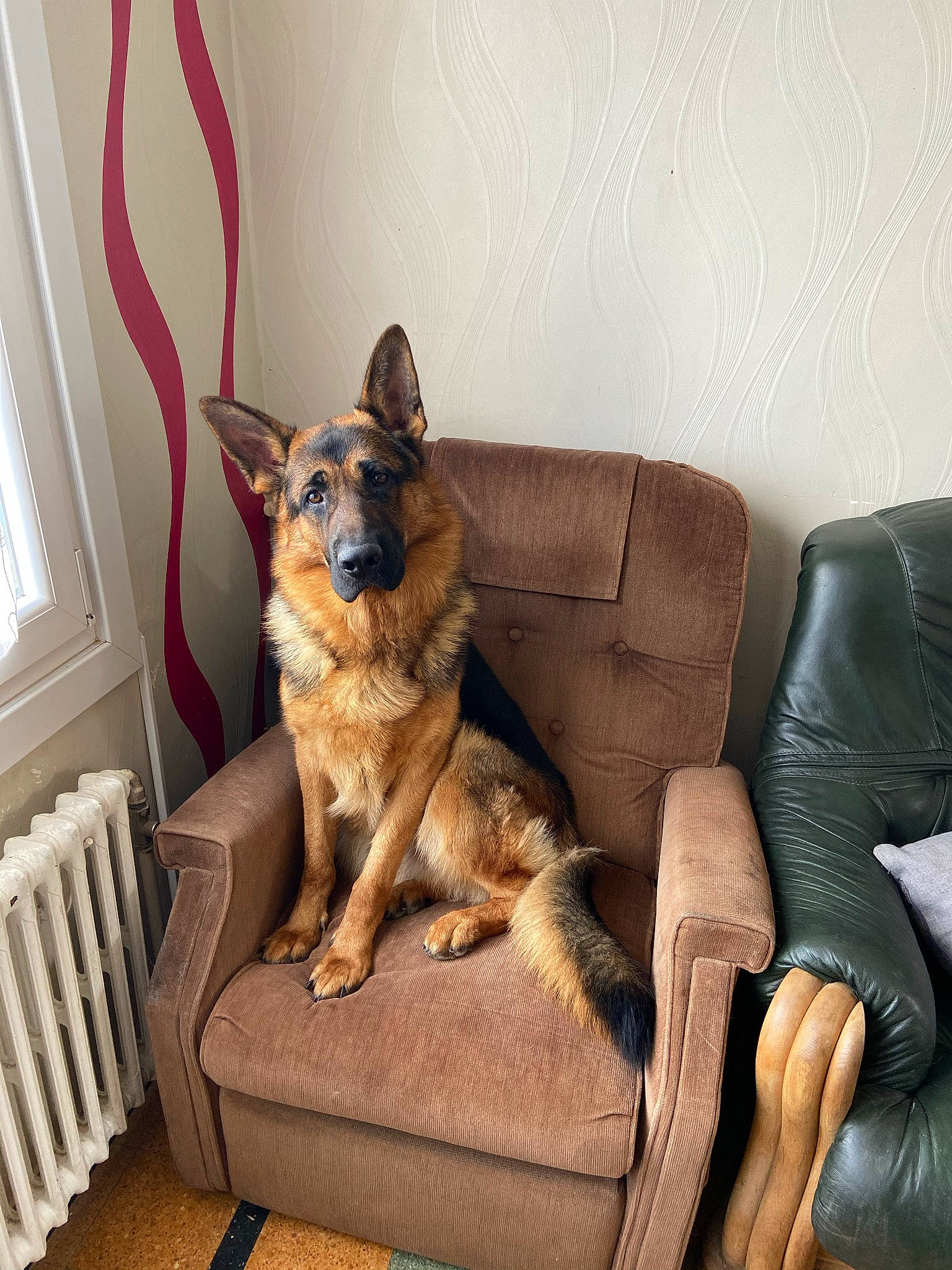 Phadow a rejoint le concours — aidez-le/la à gagner de superbes lots ! carnivore, comfort, companion_dog, couch, dog, dog_breed, fawn, flooring, furniture, german_shepherd_dog, human_leg, interior_design, living_room, mammal, room, sofa_bed, studio_couch, vertebrate, window, working_animal