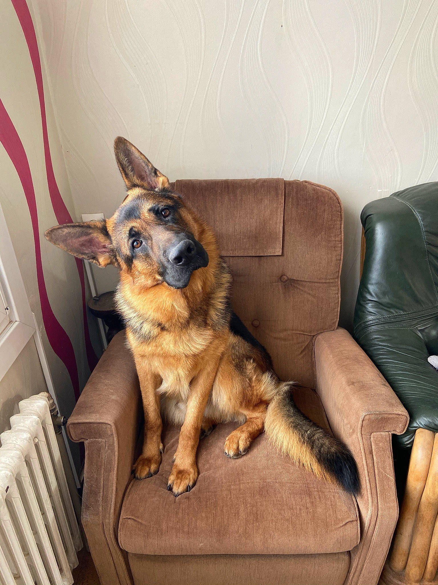 Phadow a rejoint le concours — aidez-le/la à gagner de superbes lots ! canidae, carnivore, comfort, companion_dog, couch, dog, dog_breed, fawn, flooring, fur, german_shepherd_dog, herding_dog, king_shepherd, living_room, old_german_shepherd_dog, room, sitting, sofa_bed, sporting_group, studio_couch