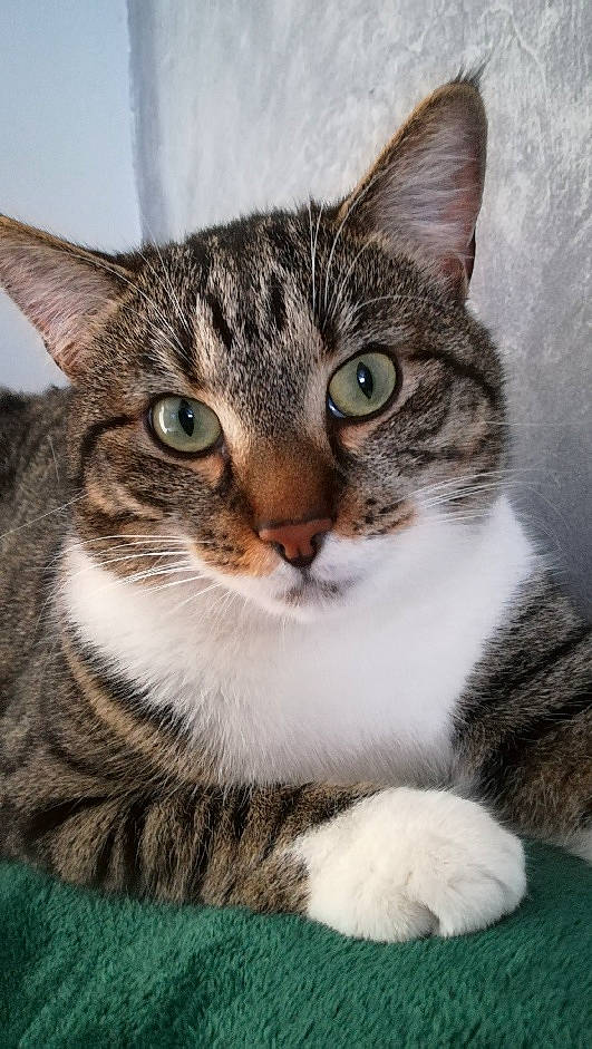 Snoopy a rejoint le concours — aidez-le/la à gagner de superbes lots ! art, carnivore, cat, domestic_short_haired_cat, felidae, fur, iris, paw, small_to_medium_sized_cats, snout, terrestrial_animal, whiskers, wildlife