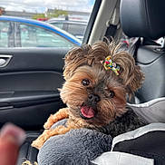 Rasyn joined the competition — help win amazing prizes! animal, black_leather, bow, car_interior, companion, cushion, cute, dog, fluffy, fur, happy, parking_lot, pet, portrait, resting, seat, seatbelt, small_dog, tongue_out, window