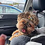 animal, black_leather, bow, car_interior, companion, cushion, cute, dog, fluffy, fur, happy, parking_lot, pet, portrait, resting, seat, seatbelt, small_dog, tongue_out, window