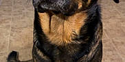 Hoss joined the competition — help win amazing prizes! dog, pet, indoor, floor, tile, brown, black, fur, canine, animal, ears, tail, eyes, sitting, portrait, home, domestic, closeup, looking_up, muzzle