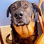 Hoss is registered to the contest to win money with this photo: dog, indoor, close_up, brown_eyes, black_and_tan, pet, animal, furniture, wooden_chair, floor, calm, portrait, canine, looking, house, domestic_animal, ears, snout, fur, tail