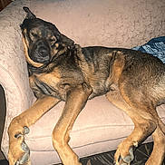 Hoss is registered to the contest to win money with this photo: dog, couch, relaxed, sleeping, indoor, living_room, furniture, carpet, portrait, window, daylight, brown, black, large_dog, paw, ear, home, resting, pet, canine