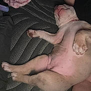 Freya is registered to the contest to win money with this photo: animal, blanket, canine, collar, cozy, cute, cute_pet, dog, fur, indoor, legs, napping, paws, pet, pink_skin, puppy, relaxed, resting, sleeping, snout