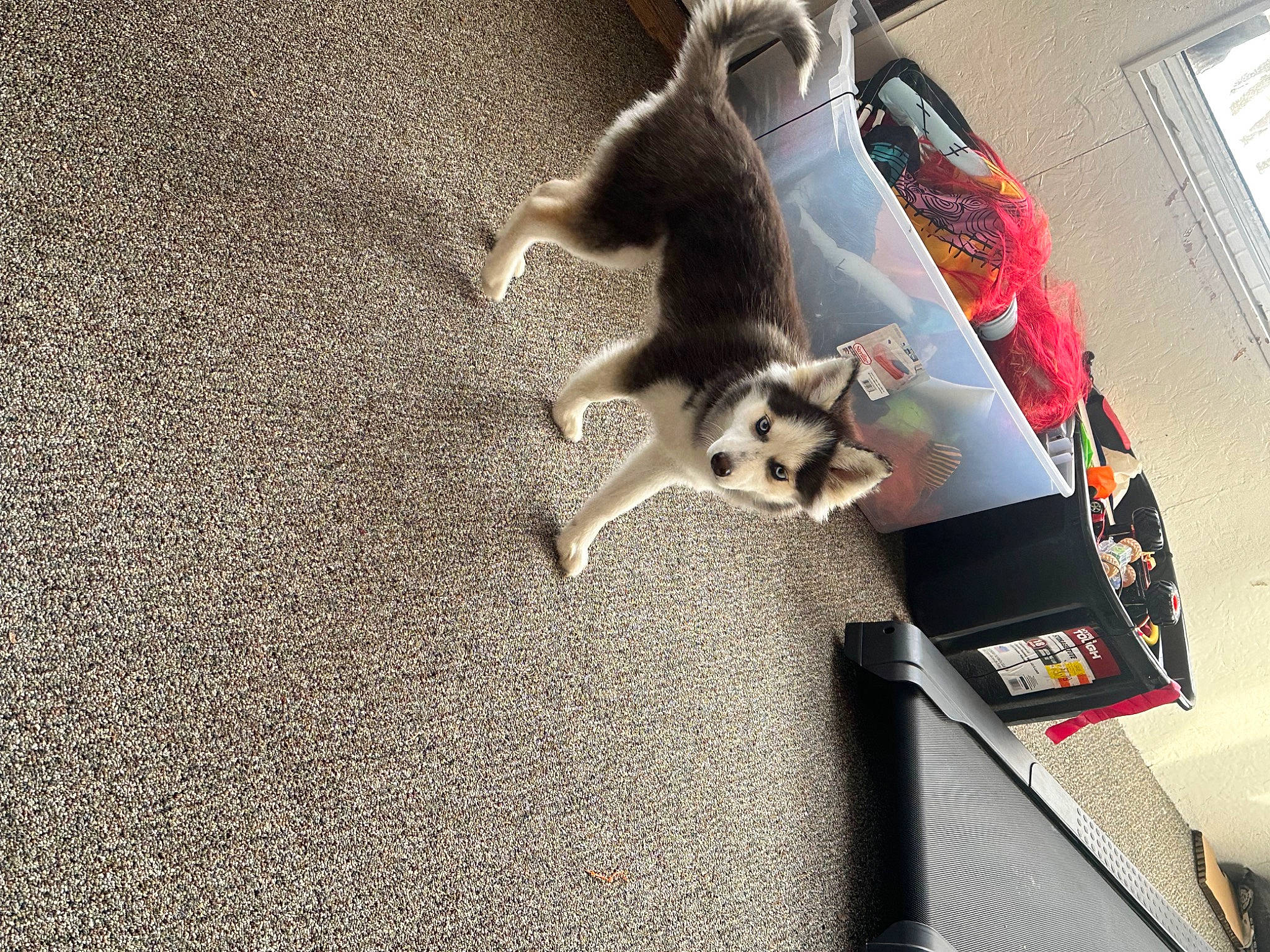 Cami is registered to the contest to win money with this photo: asphalt, canidae, carnivore, cat, companion_dog, dog_breed, felidae, floor, flooring, fur, grey, hardwood, pet_supply, road_surface, shadow, small_to_medium_sized_cats, tail, whiskers, window_blind, wood