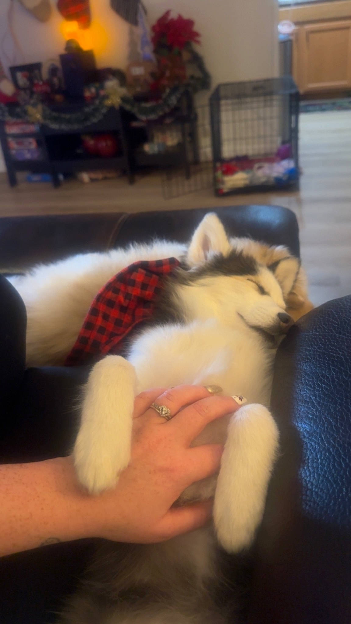 Cami is registered to the contest to win money with this photo: abdomen, carnivore, comfort, companion_dog, dog, dog_breed, ear, eyelash, fawn, felidae, finger, furniture, gesture, hand, nail, small_to_medium_sized_cats, thigh, trunk, whiskers, wrist