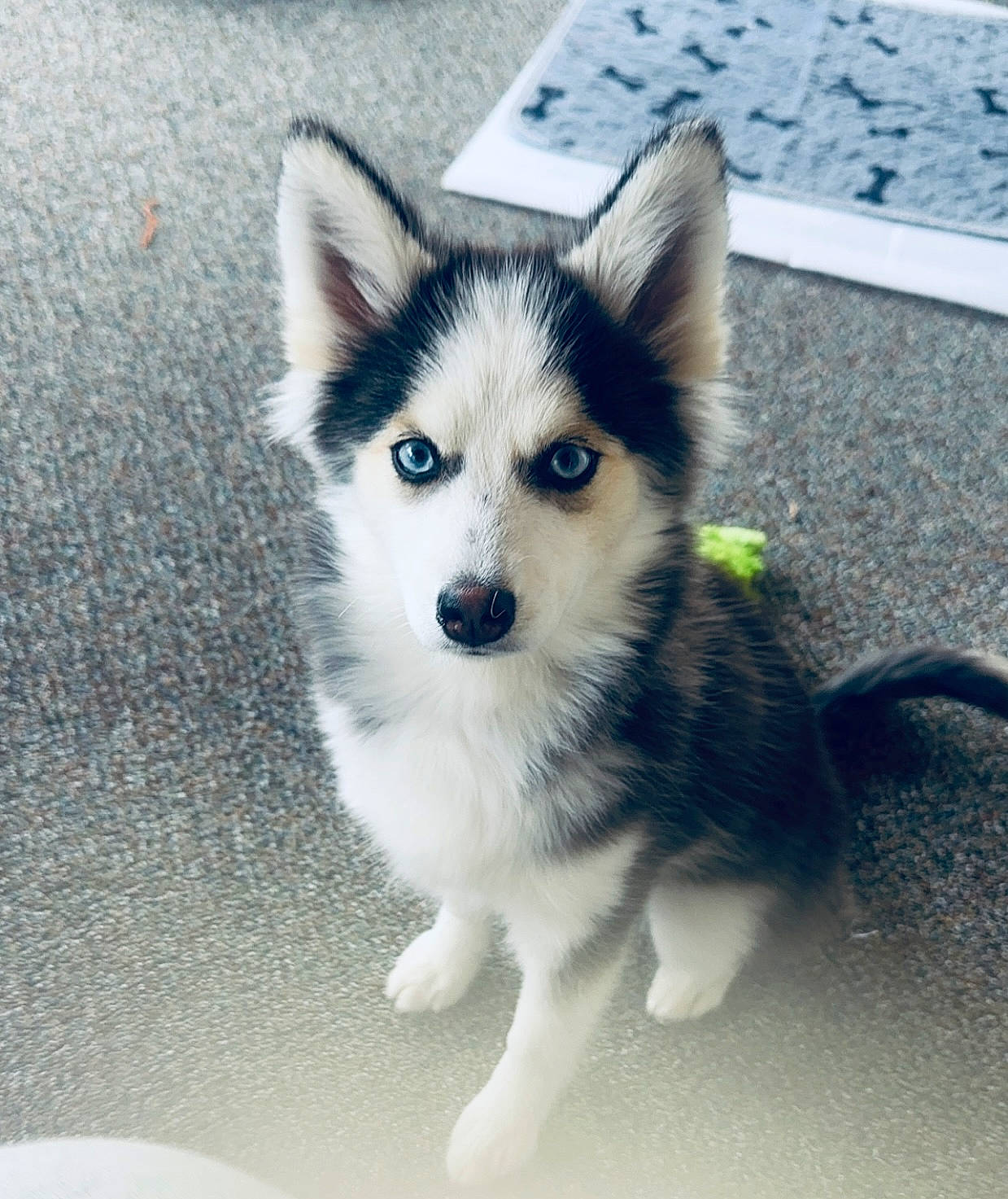 Cami is registered to the contest to win money with this photo: ancient_dog_breeds, art, canidae, carnivore, companion_dog, dog, dog_breed, electric_blue, eye, fur, iris, non_sporting_group, road_surface, sled_dog, snout, sporting_group, tail, whiskers, working_animal, working_dog