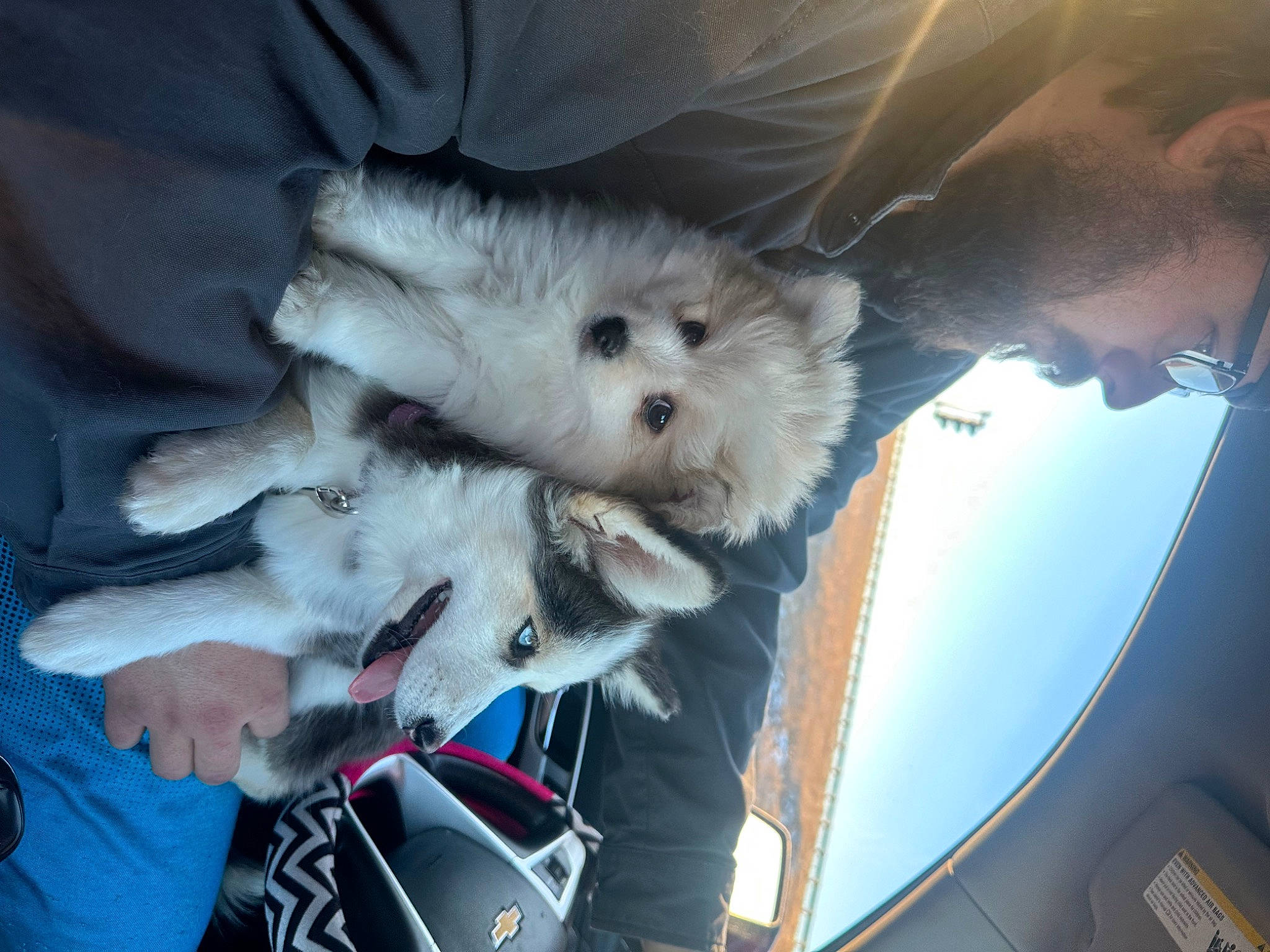 Cami is registered to the contest to win money with this photo: auto_part, automotive_exterior, canidae, car, carnivore, companion_dog, dog_breed, family_car, felidae, fur, hood, small_to_medium_sized_cats, snout, spitz, sporting_group, stuffed_toy, toy, vehicle_door, whiskers, windshield