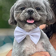 Gizmo is registered to the contest to win money with this photo: dog, bow_tie, pet, animal, gray_fur, happy, tongue_out, close_up, portrait, cute, fluffy, held, person, hand, outdoor, blurred_background, fur, face, ears, small_dog