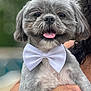 dog, bow_tie, pet, animal, gray_fur, happy, tongue_out, close_up, portrait, cute, fluffy, held, person, hand, outdoor, blurred_background, fur, face, ears, small_dog