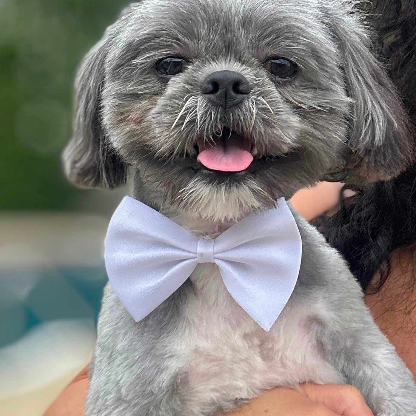 Gizmo is registered to the contest to win money with this photo: animal, blurred_background, bow_tie, close_up, cute, dog, ears, face, fluffy, fur, gray_fur, hand, happy, held, outdoor, person, pet, portrait, small_dog, tongue_out