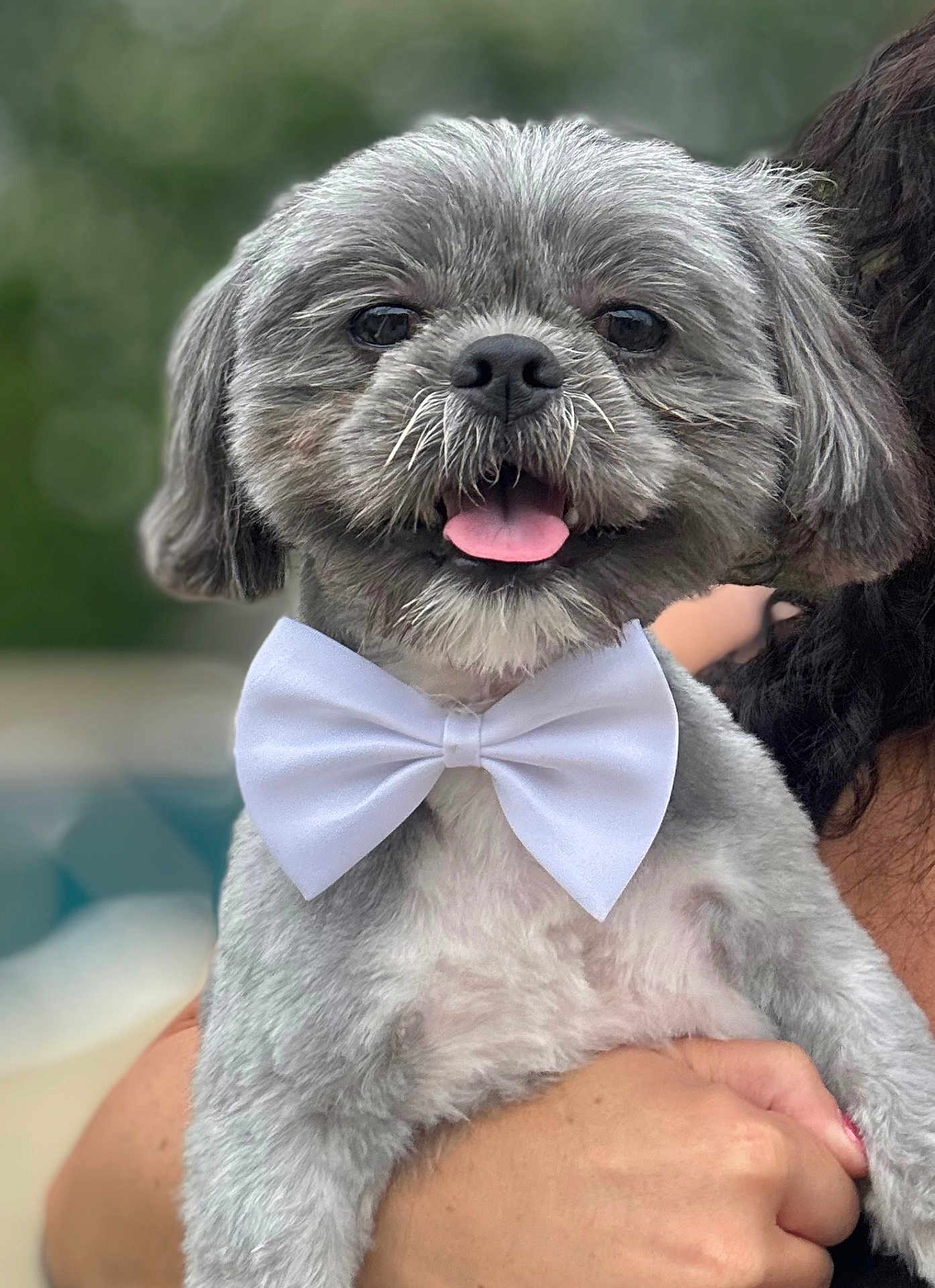 Gizmo