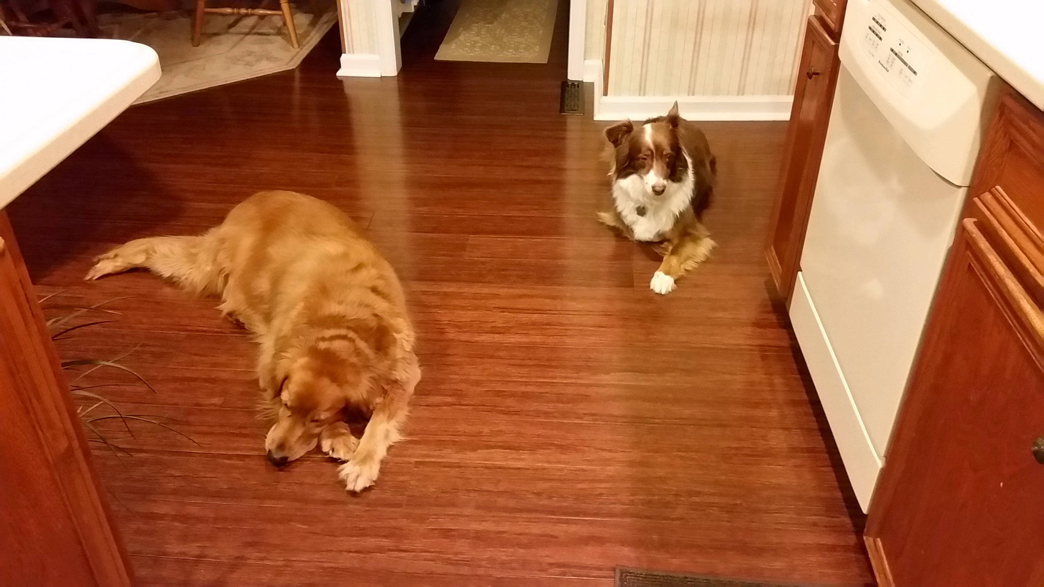 Lucy joined the competition — help win amazing prizes! canidae, carnivore, cat, dog, dog_breed, european_shorthair, felidae, floor, flooring, hardwood, laminate_flooring, mammal, room, small_to_medium_sized_cats, sporting_group, tail, whiskers, wood, wood_flooring, wood_stain