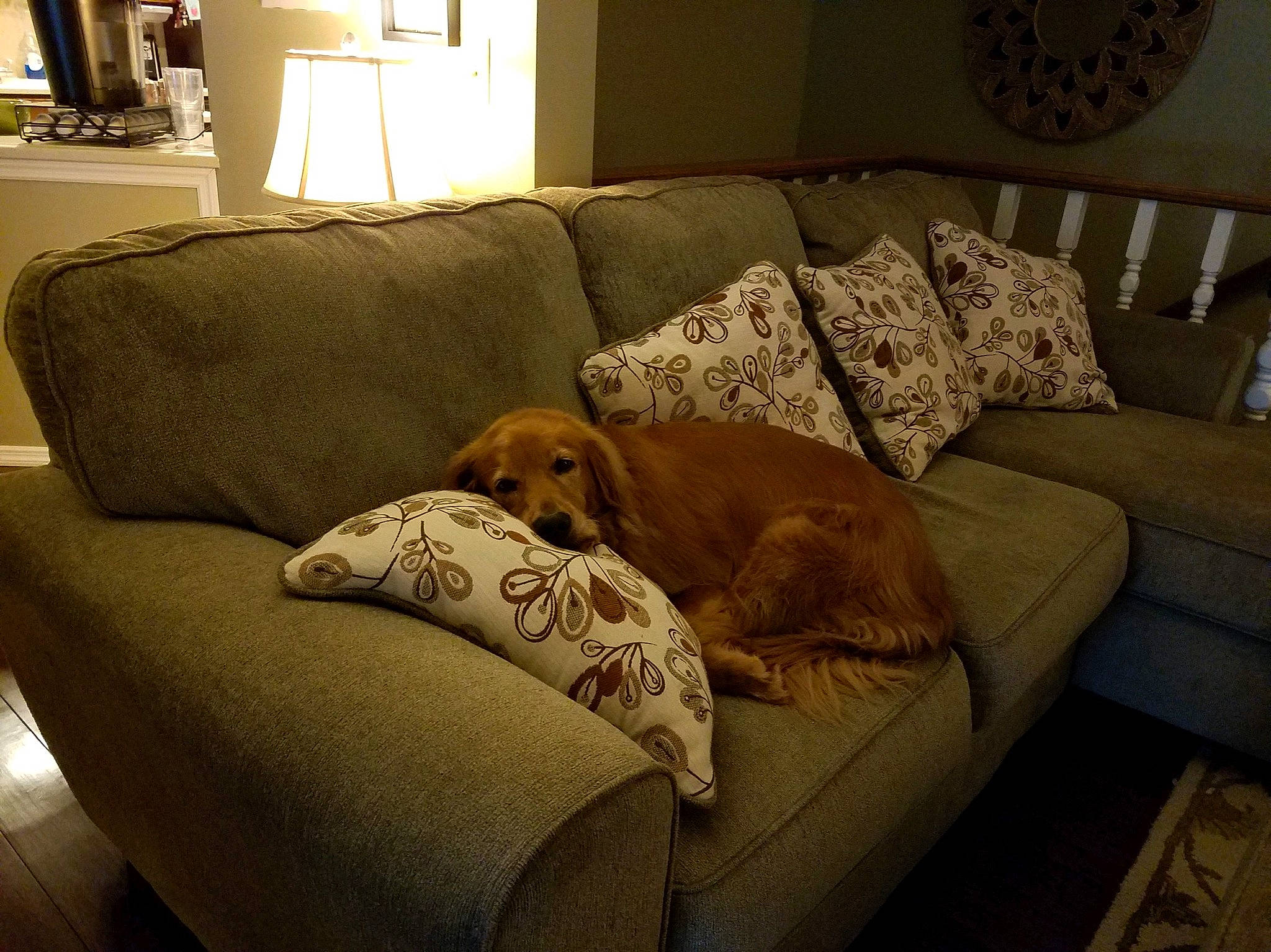 Lucy joined the competition — help win amazing prizes! bed, canidae, carnivore, chair, comfort, companion_dog, couch, cushion, dog, dog_breed, floor, furniture, home, house, interior_design, loveseat, pillow, room, slipcover, sofa_bed