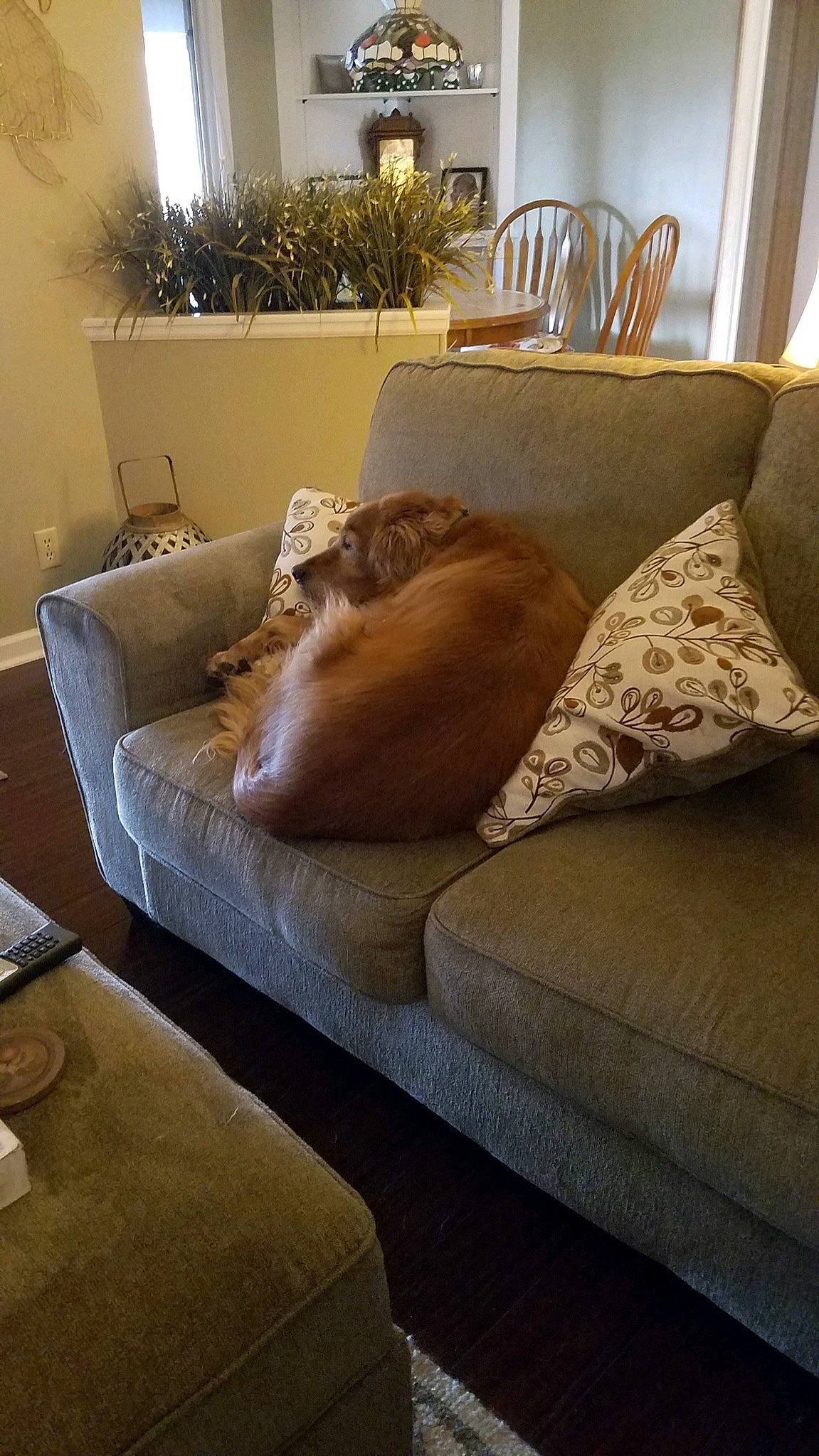 Lucy is registered to the contest to win money with this photo: bed, bedding, bedroom, comfort, couch, floor, flooring, furniture, hardwood, home, house, interior_design, living_room, property, room, slipcover, sofa_bed, studio_couch, table, wood