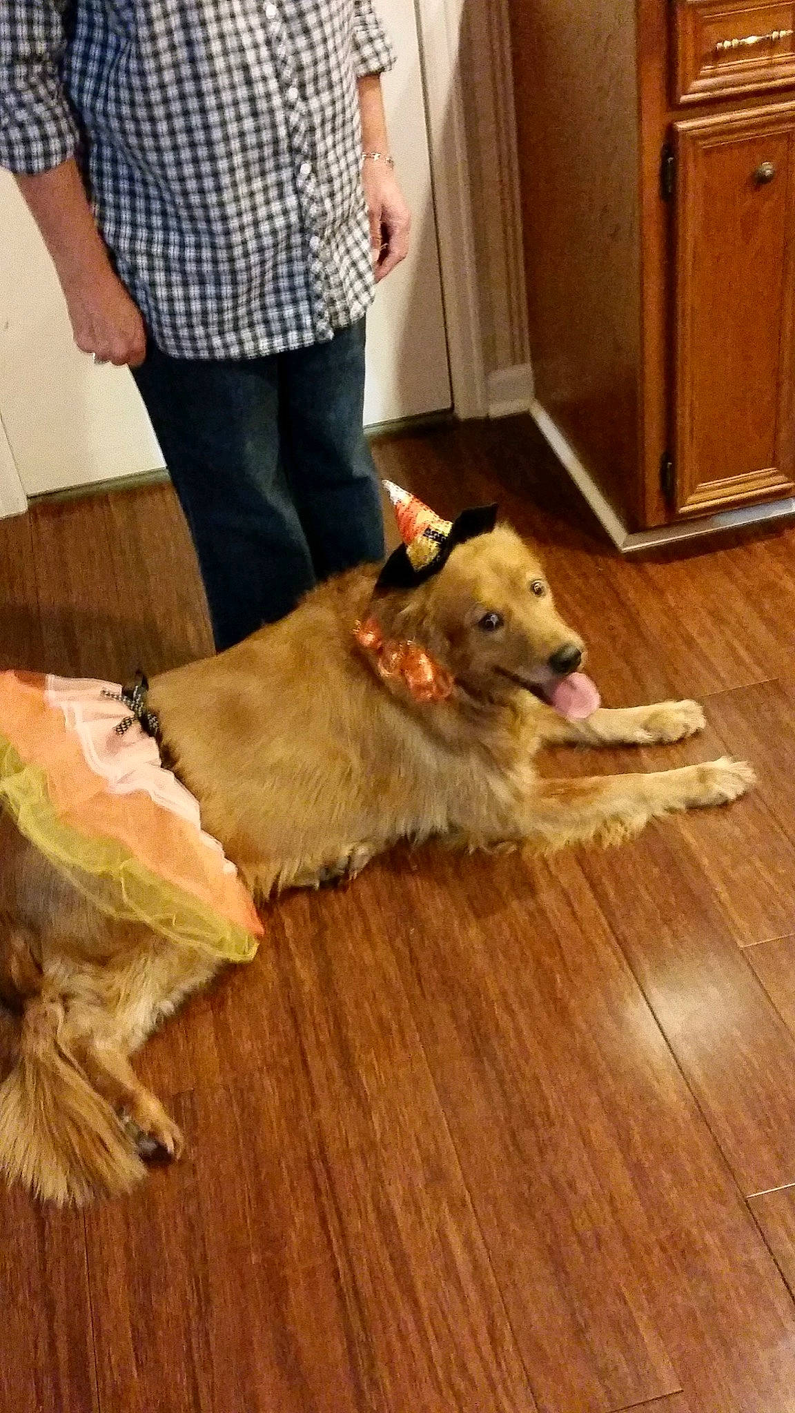 Lucy joined the competition — help win amazing prizes! beige, canidae, carnivore, companion_dog, dog, dog_breed, fawn, floor, flooring, fur, golden_retriever, hardwood, laminate_flooring, paw, retriever, sporting_group, wood, wood_flooring