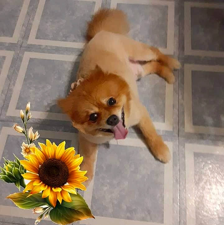 Captain Morgan is registered to the contest to win money with this photo: annual_plant, artificial_flower, canidae, carnivore, companion_dog, cut_flowers, dog, dog_breed, dog_supply, fawn, flooring, flower, flower_arranging, petal, plant, rose, snout, toy, toy_dog, working_animal