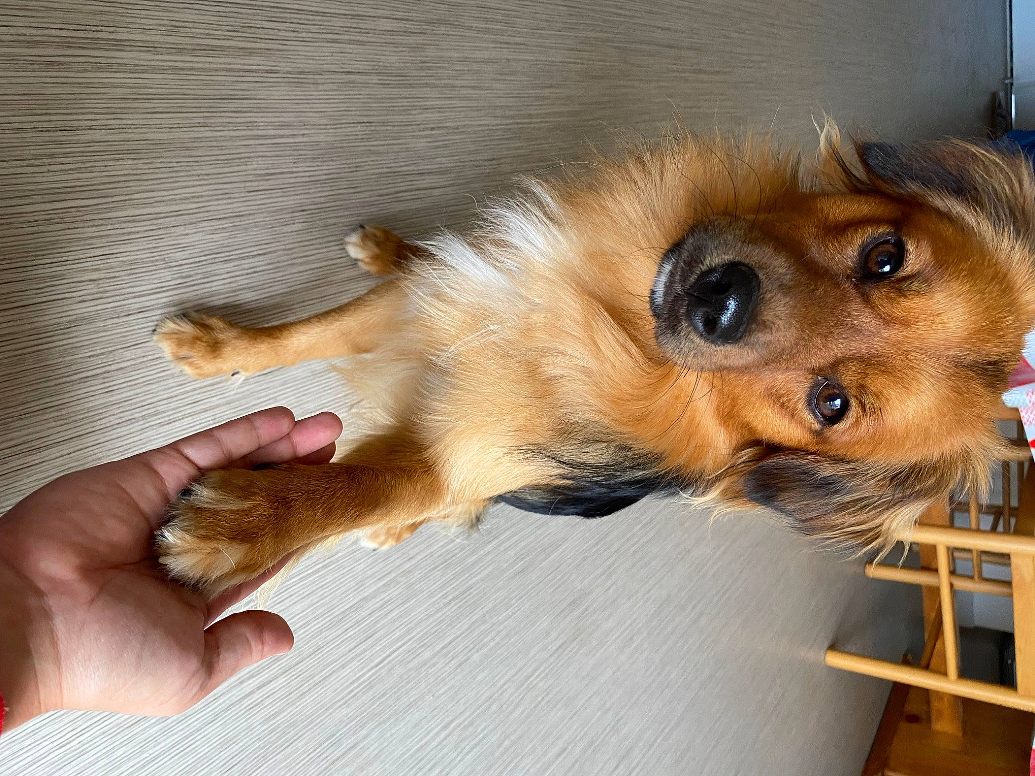 Timal participe au concours pour gagner de l'argent avec cette photo : carnivore, chair, claw, companion_dog, dog, dog_breed, fawn, flooring, fur, hardwood, paw, puppy, small_terrier, sporting_group, stool, terrier, toy_dog, whiskers, wood, working_animal