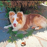 Tex a rejoint le concours — aidez-le/la à gagner de superbes lots ! dog, brown_and_white, fluffy, outdoor, grass, stone_pathway, bush, sunlight, pet, canine, tongue_out, relaxed, nature, leaf, shadow, animal, side_view, daytime, fur, resting