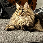 Skar is registered to the contest to win money with this photo: animal, cat, couch, cute, domestic, ears, fabric, fluffy, fur, furniture, gray, indoor, mammal, pet, portrait, relaxed, resting, tabby, whiskers, wooden_cabinet