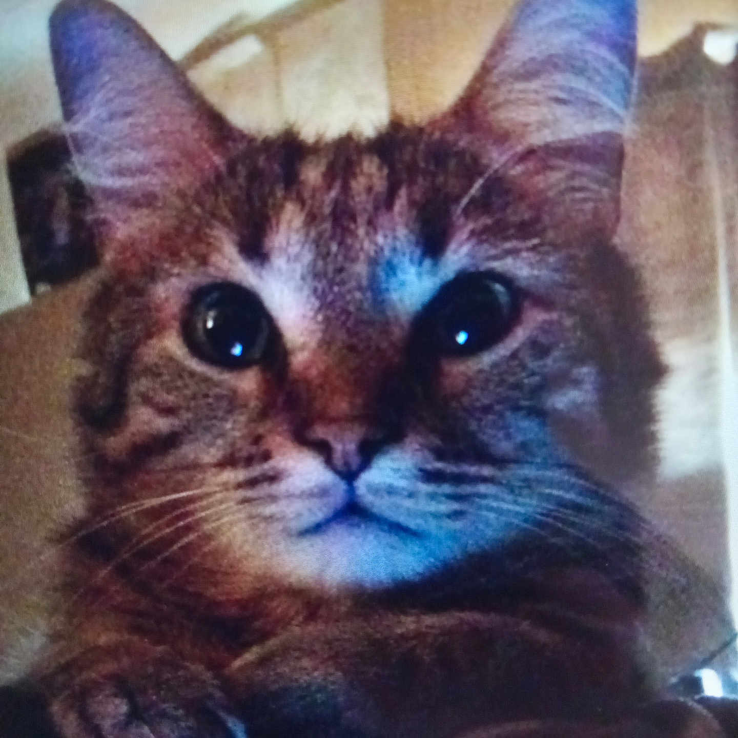 Gizmo