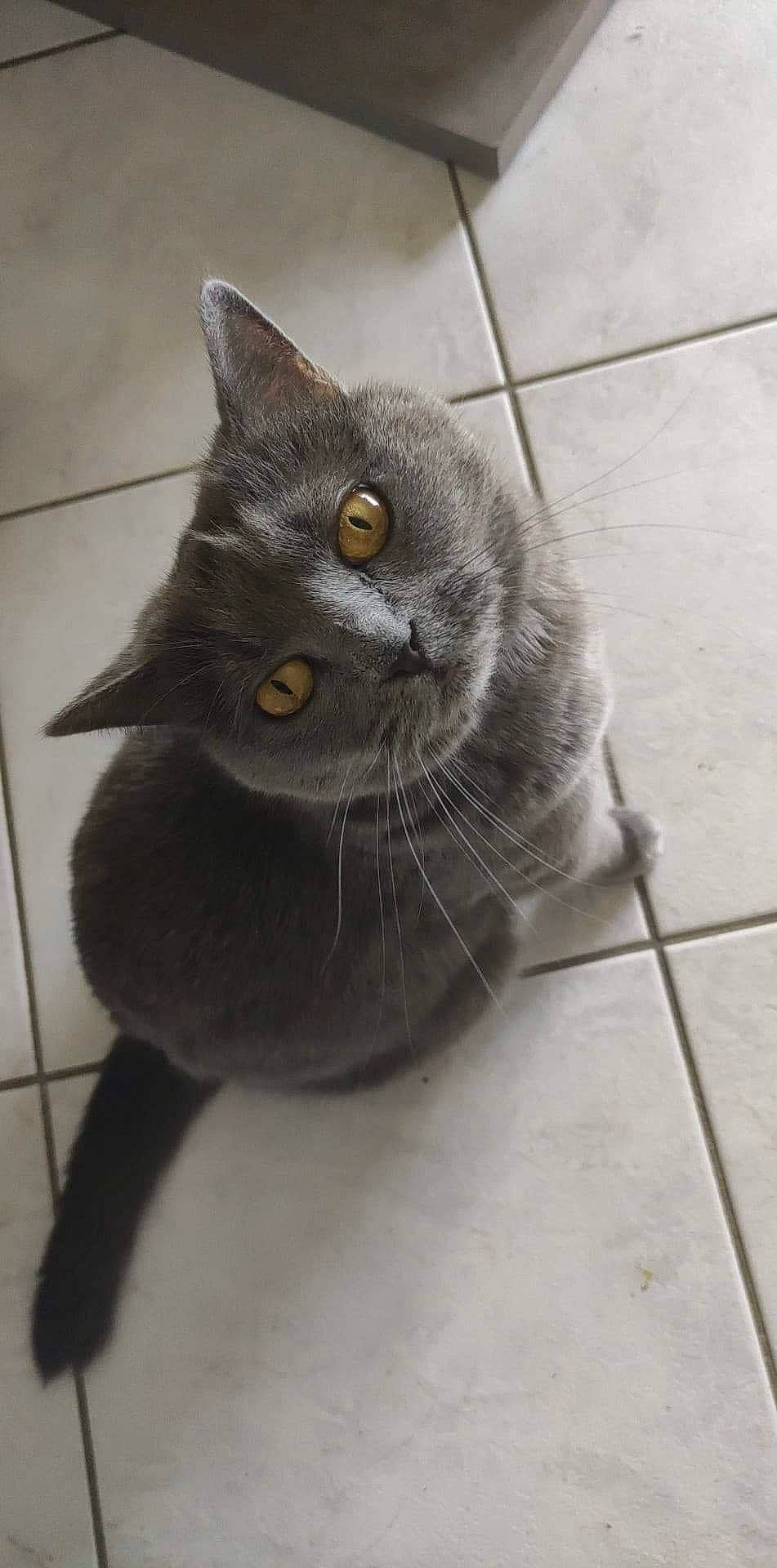 Stormy a rejoint le concours — aidez-le/la à gagner de superbes lots ! art, black_cat, carnivore, cat, claw, domestic_short_haired_cat, felidae, floor, flooring, fur, grey, paw, russian_blue, sculpture, small_to_medium_sized_cats, snout, tail, terrestrial_animal, tile_flooring, whiskers