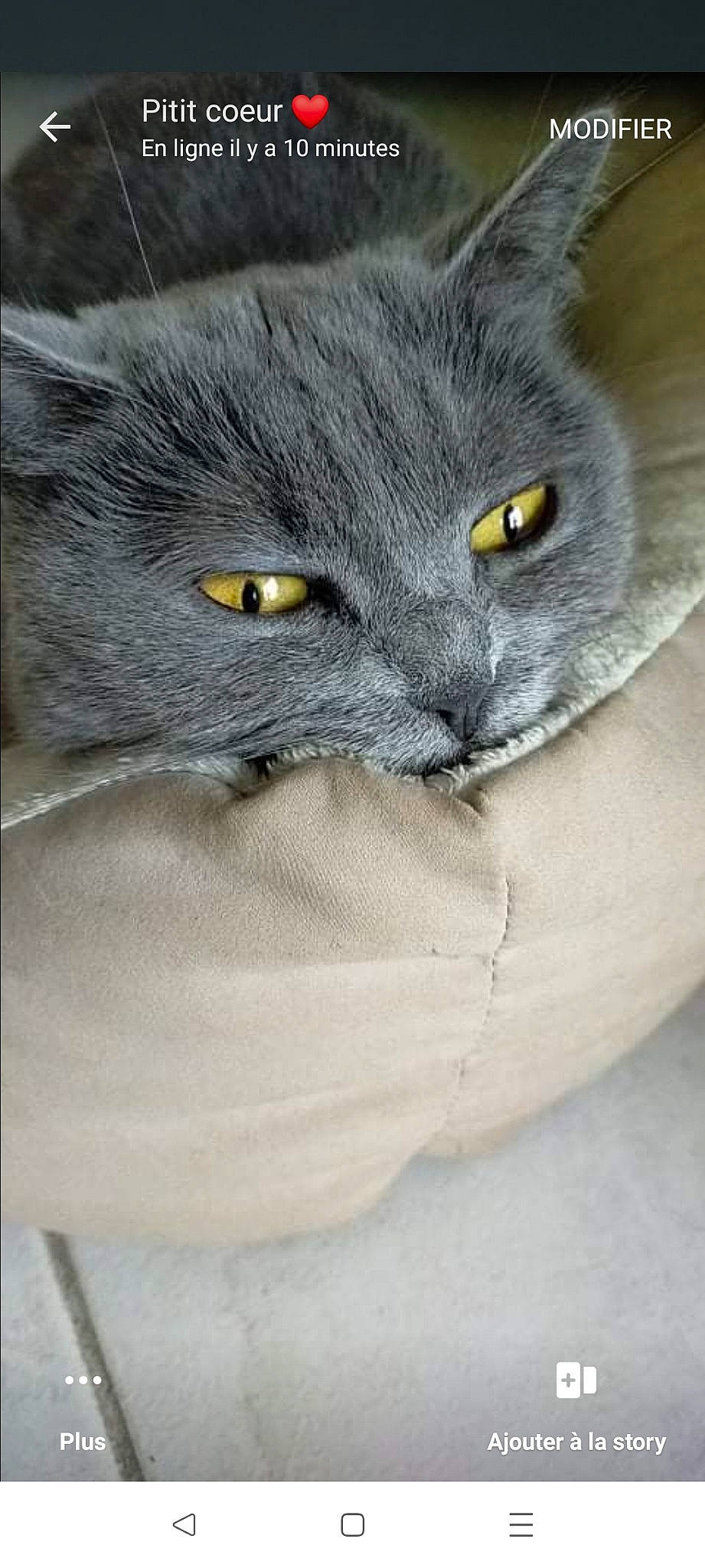 Stormy a rejoint le concours — aidez-le/la à gagner de superbes lots ! british_longhair, carnivore, cat, domestic_short_haired_cat, electric_blue, felidae, fur, grey, plant, small_to_medium_sized_cats, snout, terrestrial_animal, whiskers