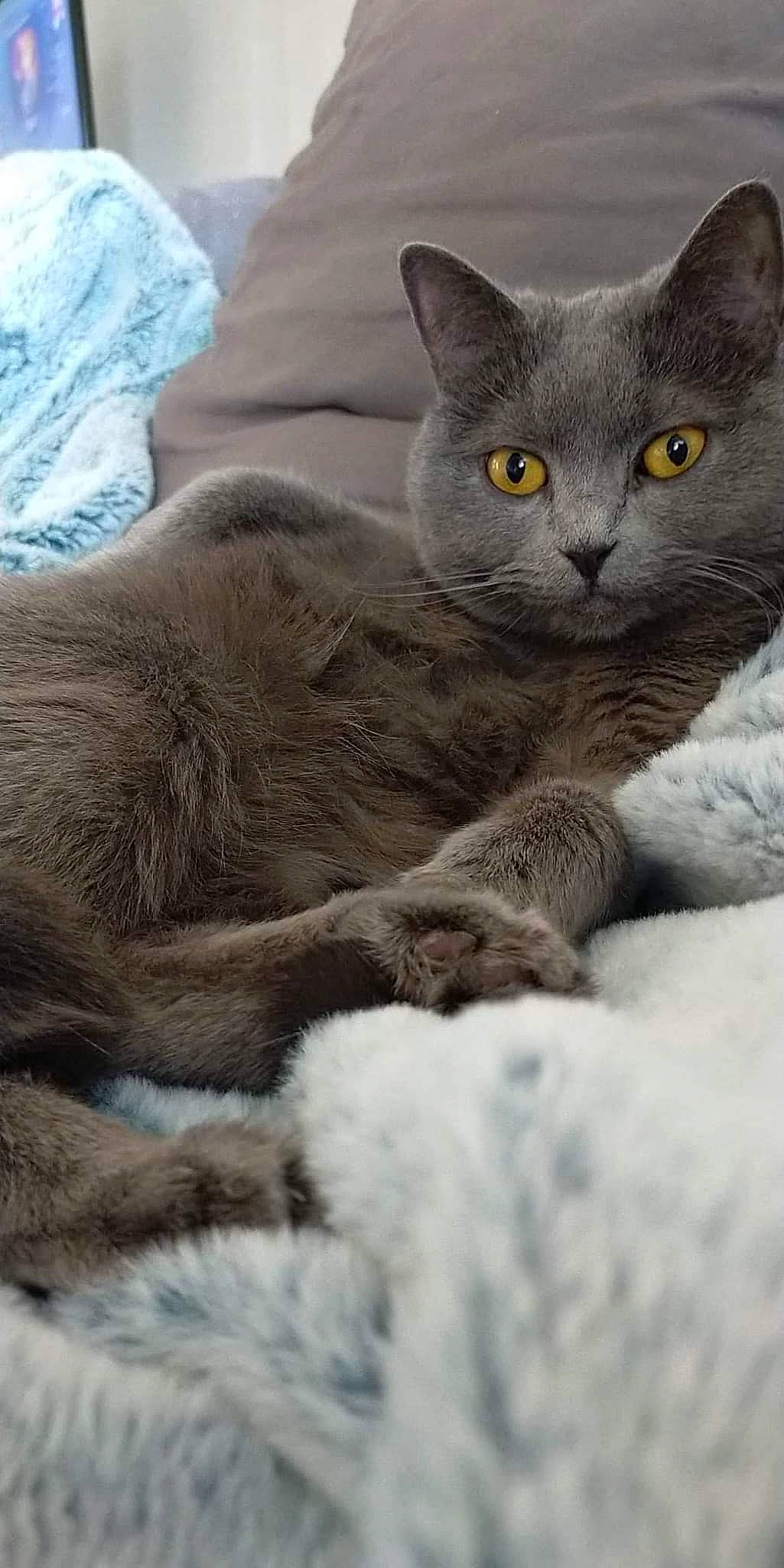 Stormy a rejoint le concours — aidez-le/la à gagner de superbes lots ! carnivore, cat, comfort, domestic_short_haired_cat, felidae, fur, grey, paw, russian_blue, small_to_medium_sized_cats, snout, terrestrial_animal, whiskers, wildlife