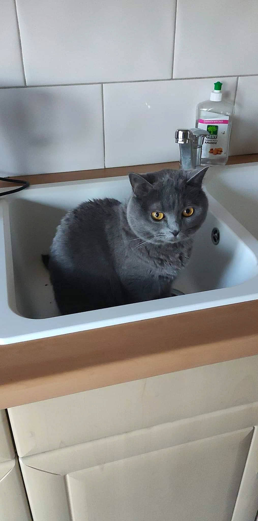 Stormy participe au concours pour gagner de l'argent avec cette photo : black_cat, carnivore, cat, cat_supply, domestic_short_haired_cat, felidae, fixture, grey, kitchen_appliance, pet_supply, plumbing_fixture, rectangle, room, small_to_medium_sized_cats, tap, wall_socket, whiskers