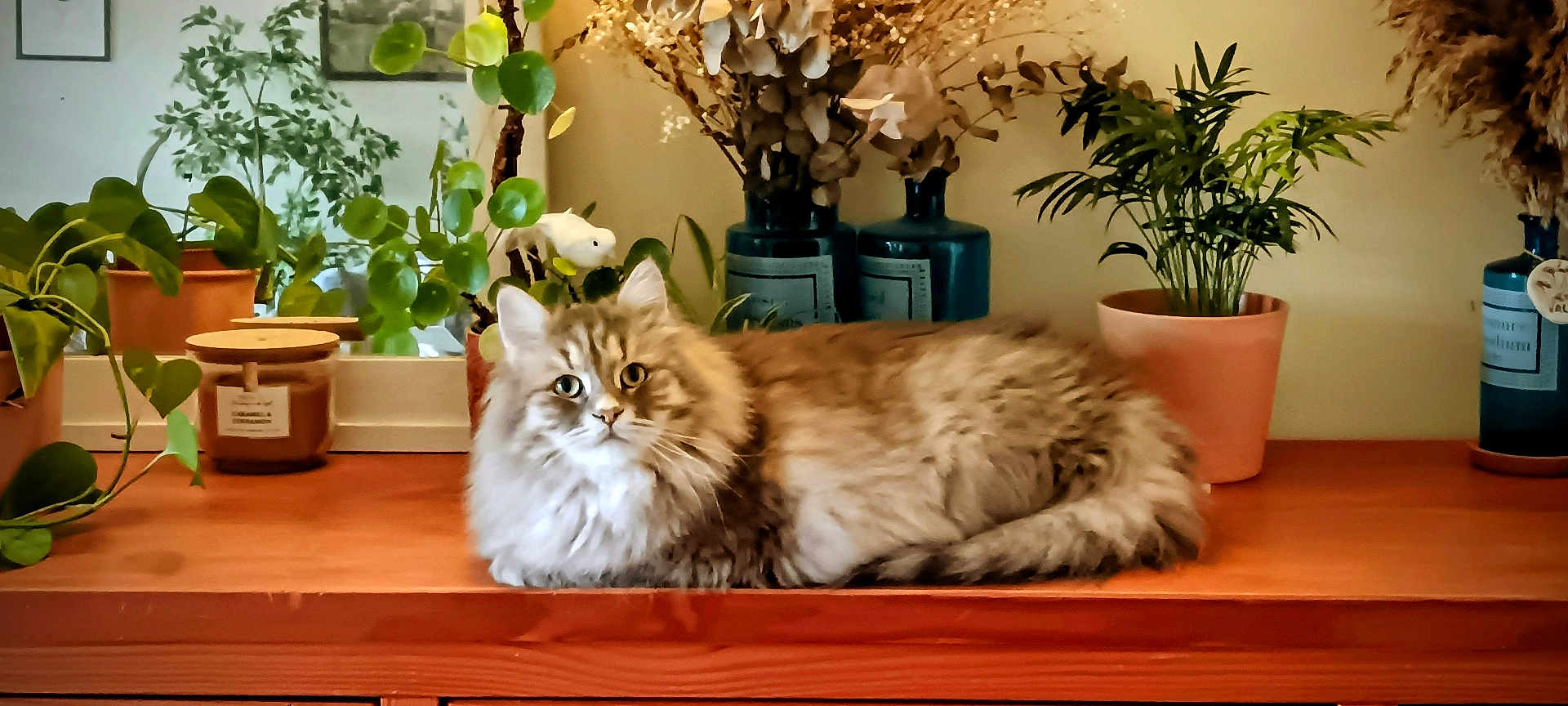 Topaz a rejoint le concours — aidez-le/la à gagner de superbes lots ! animal, calm, cat, cozy, decor, domestic, feline, fluffy, fur, greenery, houseplant, indoor, interior, nature, pet, plants, potted_plants, relaxed, tabletop, wooden_surface