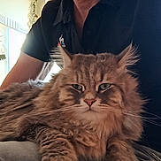Topaz participe au concours pour gagner de l'argent avec cette photo : animal, black_shirt, cat, closeup, cozy, decor, face, fluffy_cat, fur, furniture, home, indoor, lap, person, pet, plant, portrait, relaxing, resting, whiskers