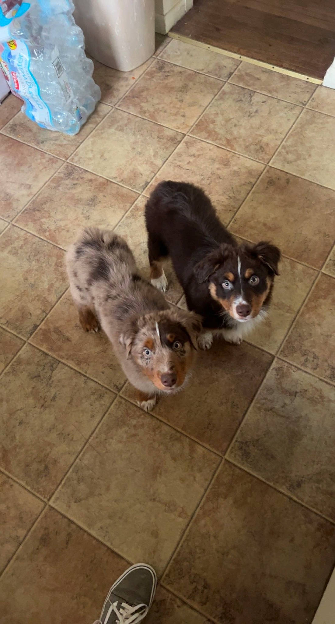 Wally joined the competition — help win amazing prizes! canidae, carnivore, companion_dog, dog_breed, fawn, felidae, floor, flooring, fur, hardwood, paw, small_to_medium_sized_cats, snout, sporting_group, tail, terrestrial_animal, tile_flooring, whiskers, wood, working_animal