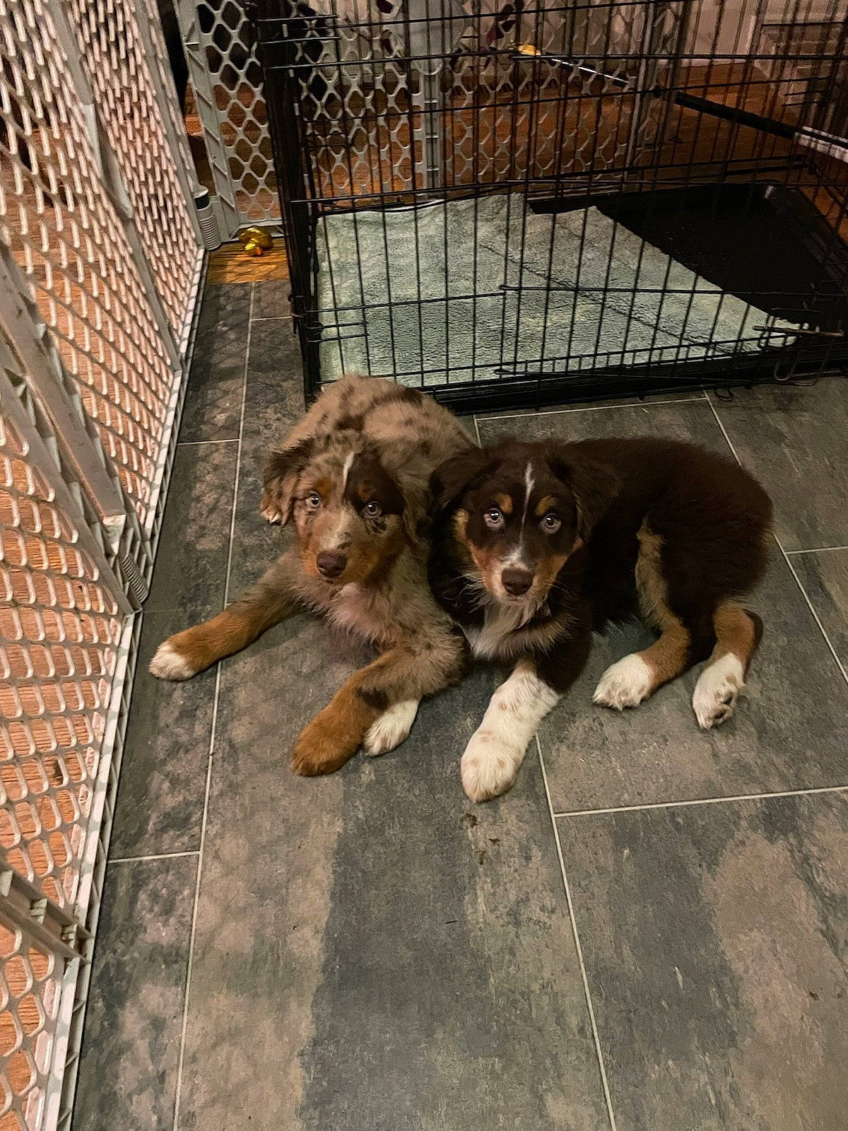 Wally joined the competition — help win amazing prizes! animal_shelter, canidae, carnivore, companion_dog, dog, dog_breed, dog_crate, dog_supply, fawn, flooring, fur, kennel, mesh, metal, paw, pet_supply, snout, sporting_group, street_dog, working_animal