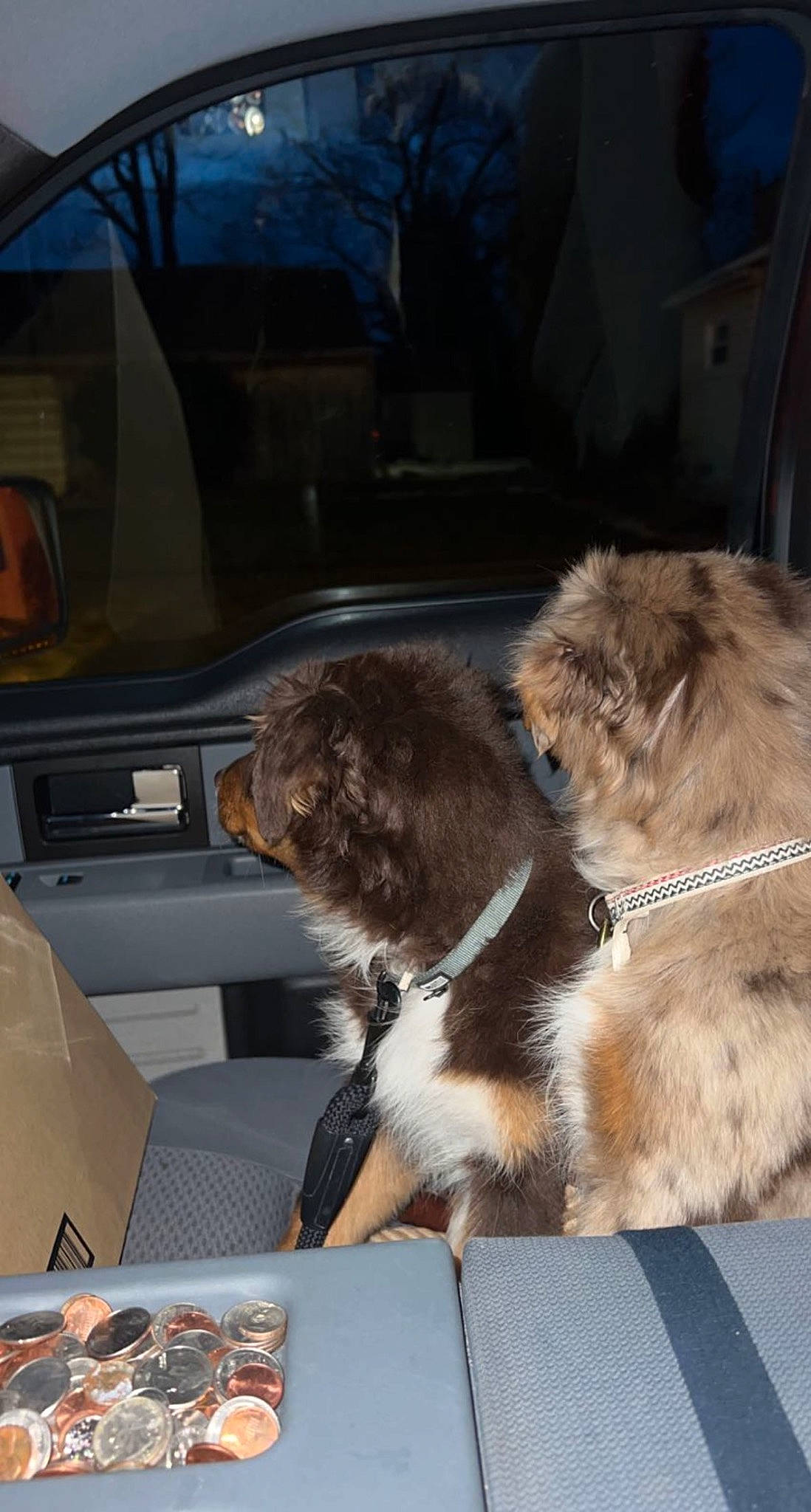 Wally is registered to the contest to win money with this photo: automotive_exterior, car, carnivore, comfort, companion_dog, dog, dog_breed, fawn, felidae, liver, motor_vehicle, personal_luxury_car, snout, tail, vehicle, vehicle_door, whiskers, window, windshield, working_animal