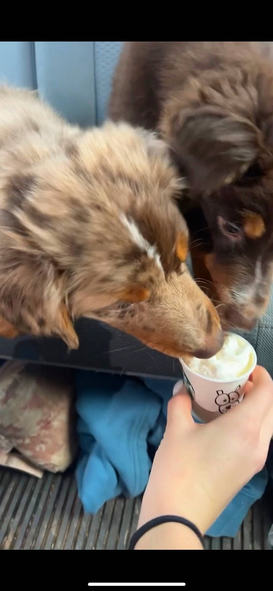 Wally is registered to the contest to win money with this photo: beak, bird, canidae, carnivore, claw, companion_dog, dog, dog_breed, drinking, feather, felidae, fur, gesture, paw, scotch_collie, snout, terrestrial_animal, whiskers, wildlife, wing