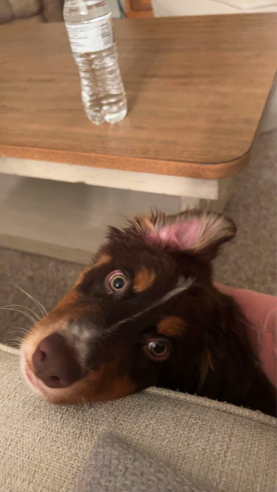 Ozzy is registered to the contest to win money with this photo: bottle, bottled_water, carnivore, companion_dog, distilled_water, dog, dog_breed, drinking_water, drinkware, fawn, floor, flooring, hardwood, liver, mineral_water, plastic_bottle, water_bottle, whiskers, wood, working_animal